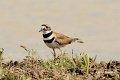 14 Apr 194-Killdeer